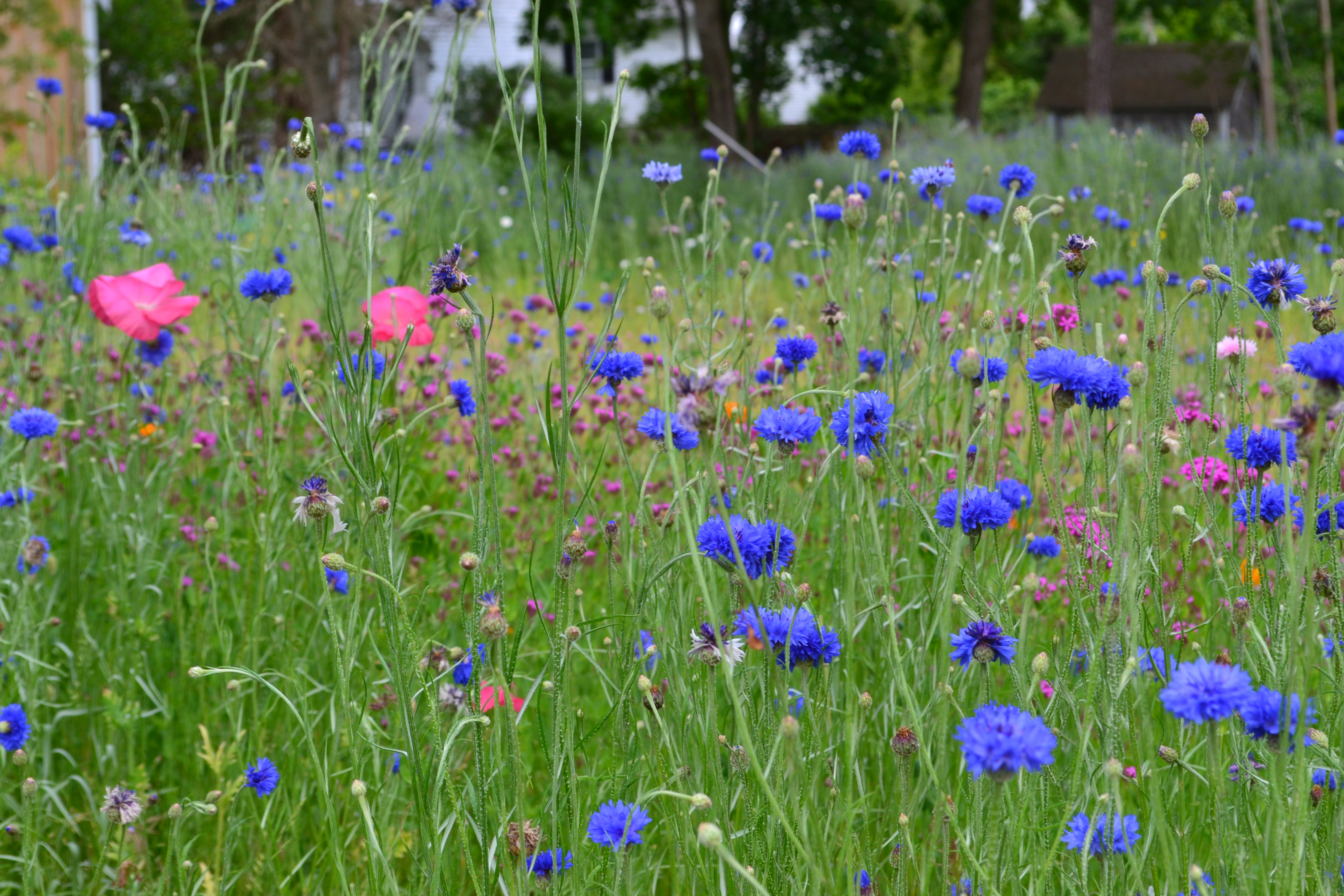 Tattoo_it_on_Your_Heart_Rachael_M_Colby_Field_of_Flowers